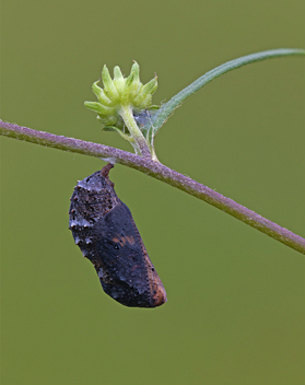 Common Buckeye chrysalis